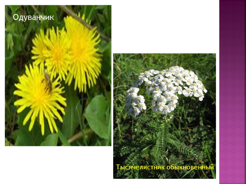 Одуванчик Тысячелистник обыкновенный